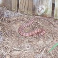 snakes crawl space basement rid yard repel trap