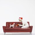 leather poop sofas clean dog pet sofa