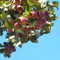 How to Use Hedge Apples to Control Spiders | Hunker