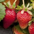 Companion Plants for Raspberries | Hunker