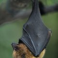 How to Get Rid of Bats in the Ceiling | Hunker