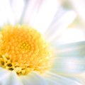 Parts of a Daisy Flower | Hunker