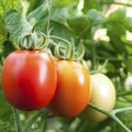 early tomato blight cure