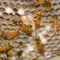 How To Get Rid Of Yellow Jacket Nests | Hunker