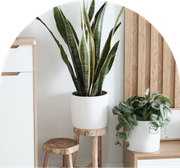 Plants in white pots on wooden stools.