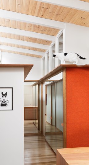 cat room bedroom