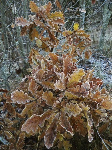 Oak Leaves in the frost