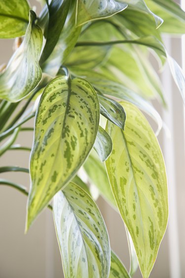 Green leaves of Chinese Evergreen houseplant.