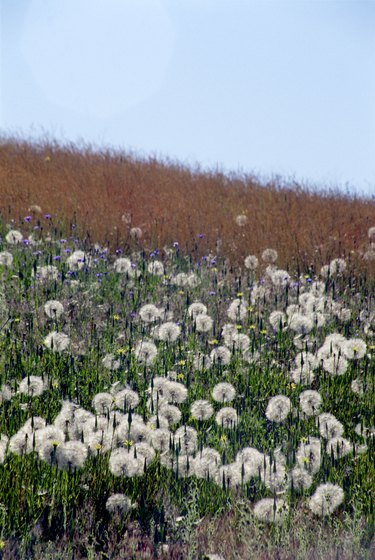 Field of oyster plant and grass