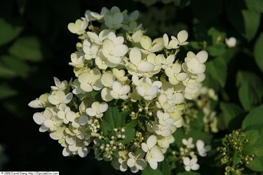 Paniculata compacta