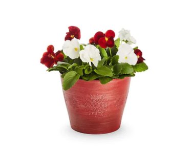 Red and white pansies in red pot
