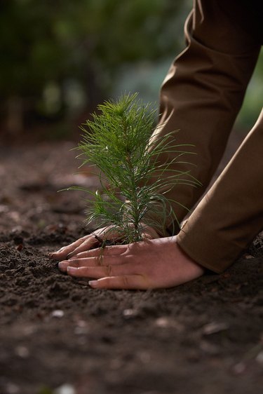 person planting in the dirt