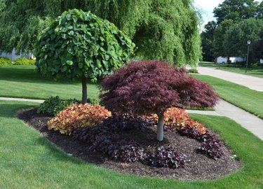 Two trees on a berm.