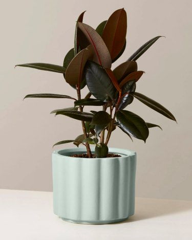 the sill rubber tree plant