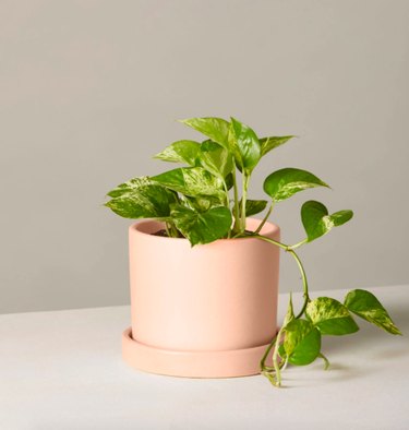 the sill pothos plant