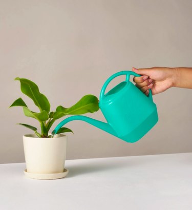 the sill watering can