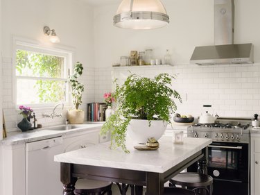 white kitchen with sunny window and large plant