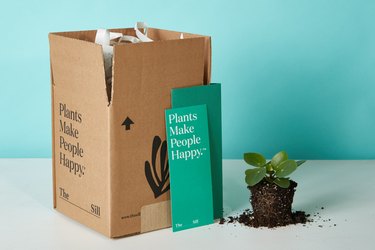 the sill plant subscription