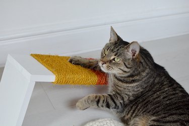 Black and grey striped cat next to yellow and orange cat scratching post