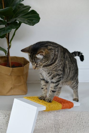 Cat playing with an orange and yellow scratching post