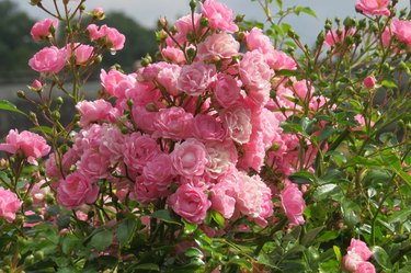 Rose bush in bloom