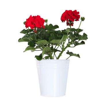 Geraniums in white pot