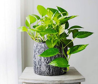 Golden Pothos plant