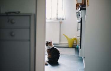 cat sitting in kitchen