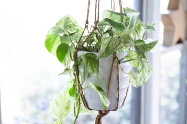 Hanging plant in white pot