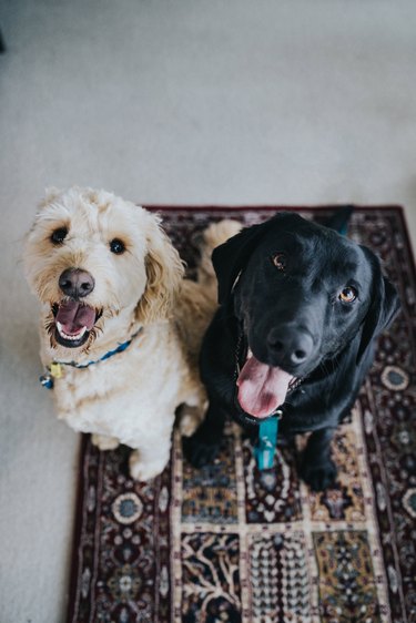 two dogs sitting on area rug