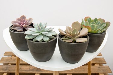 Four assorted succulents in small black ceramic vases