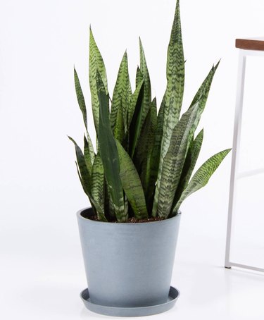 Snake plant in blue-gray vase