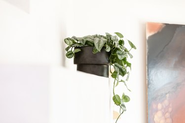 Pothos plant in black planter on white mantel