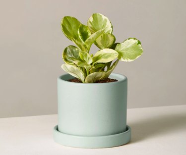 plant in green planter