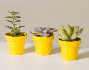three succulent plants in yellow planters