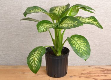 Dieffenbachia house plant