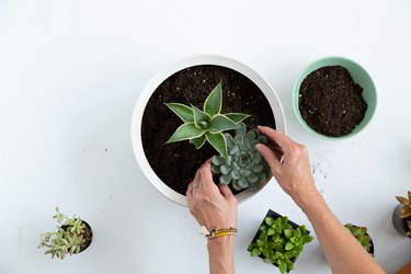 Planting succulents