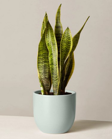 Snake plant from The Sill