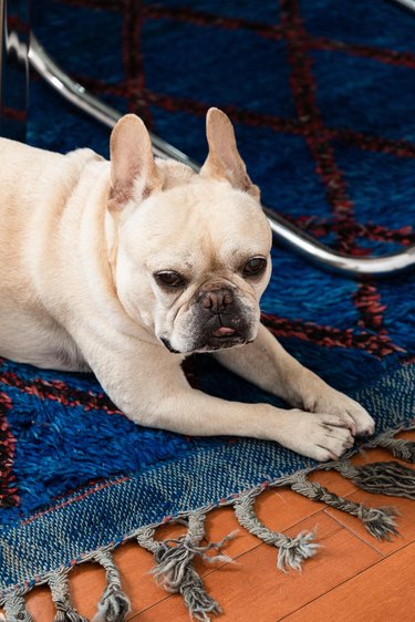 Cute dog resting on Moroccan blue rug