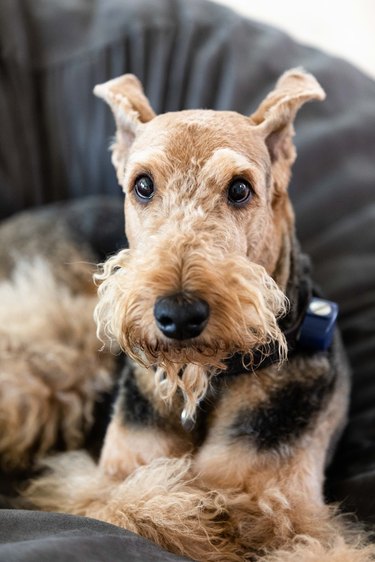 Airedale Terrier on grey couch