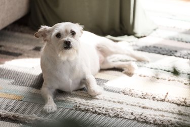 Small white dog resting on rug