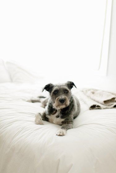 Grey dog resting on white bed