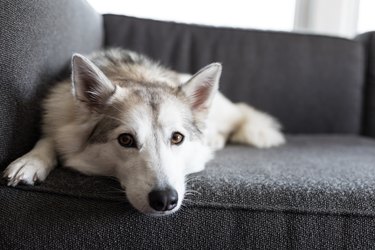 Dog lying on couch