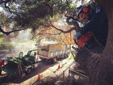 Tree removal professional.