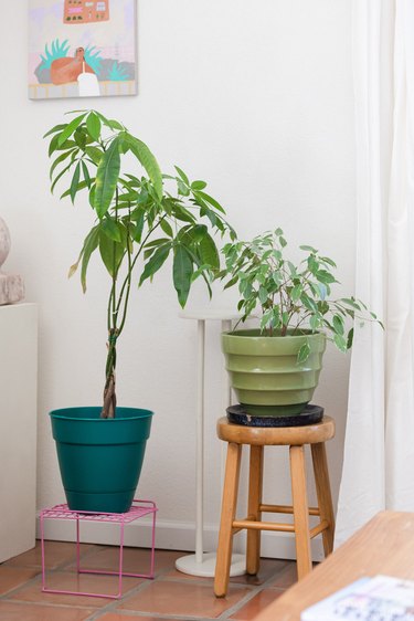 two plants in green vases