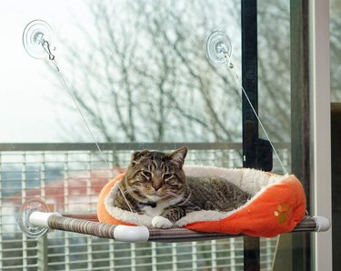 cat sitting on an orange perch attached to window