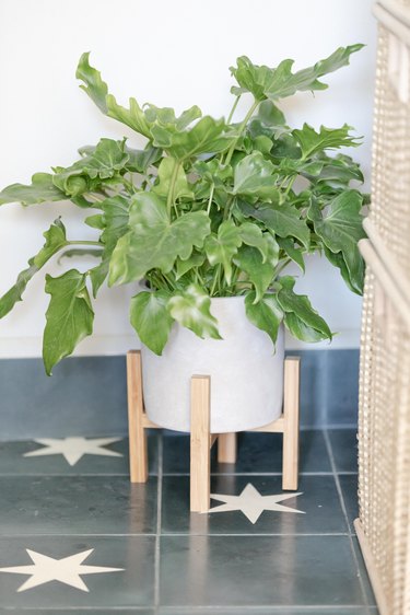 close up of plant on blue tile