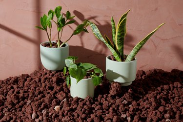 The Sill Beginner's Plants Collection, $110.50
