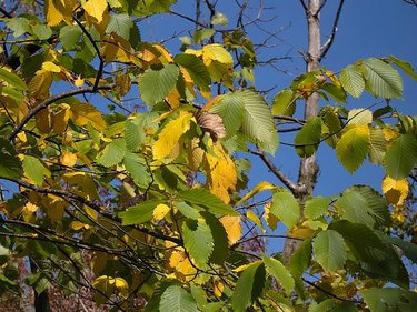 Elm tree infected with elm yellows.