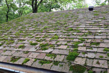 Moss on roof